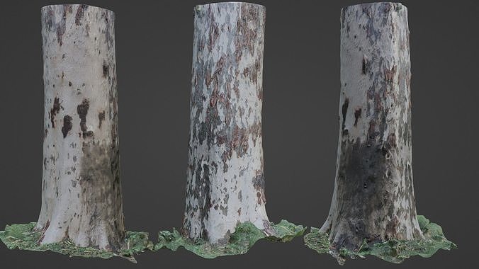 Tree Trunk Scanned Low-poly 3D model