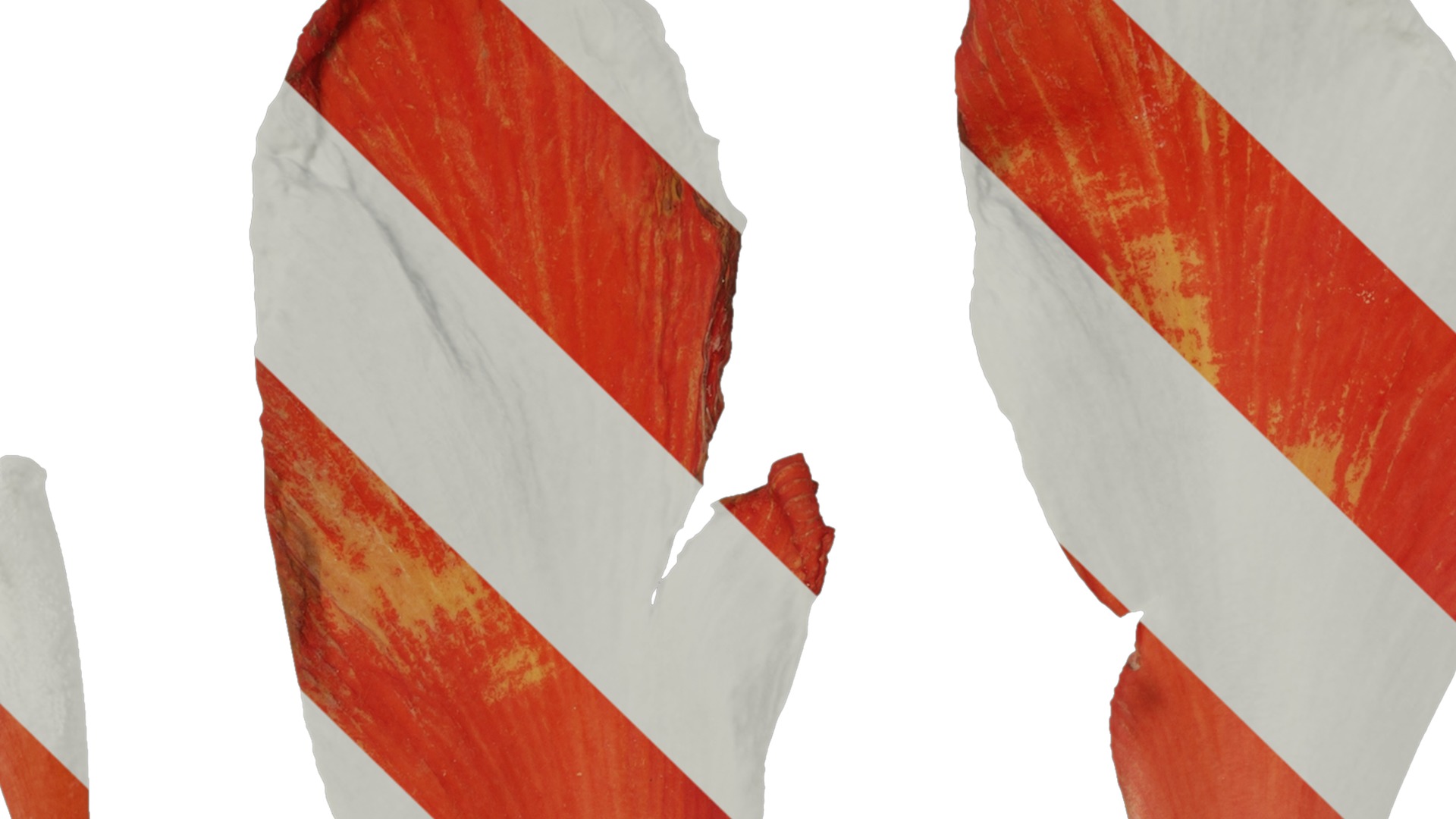 Anydrafts Canna indica Flower 03 Texture_1