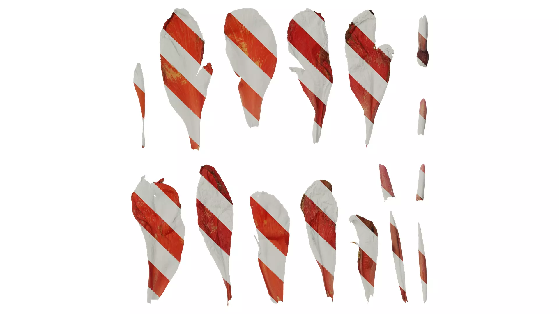 Anydrafts Canna indica Flower 03 Texture_0