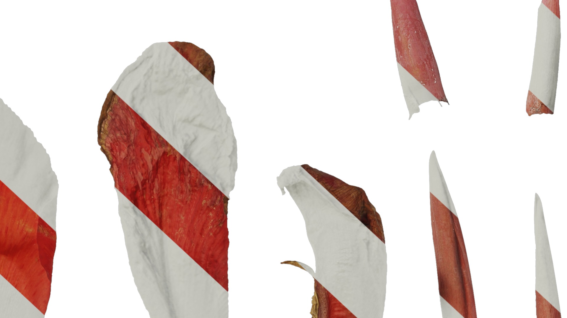 Anydrafts Canna indica Flower 03 Texture_6