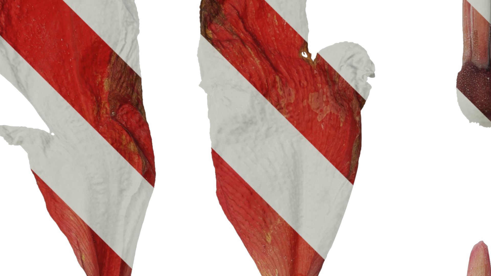 Anydrafts Canna indica Flower 03 Texture_2