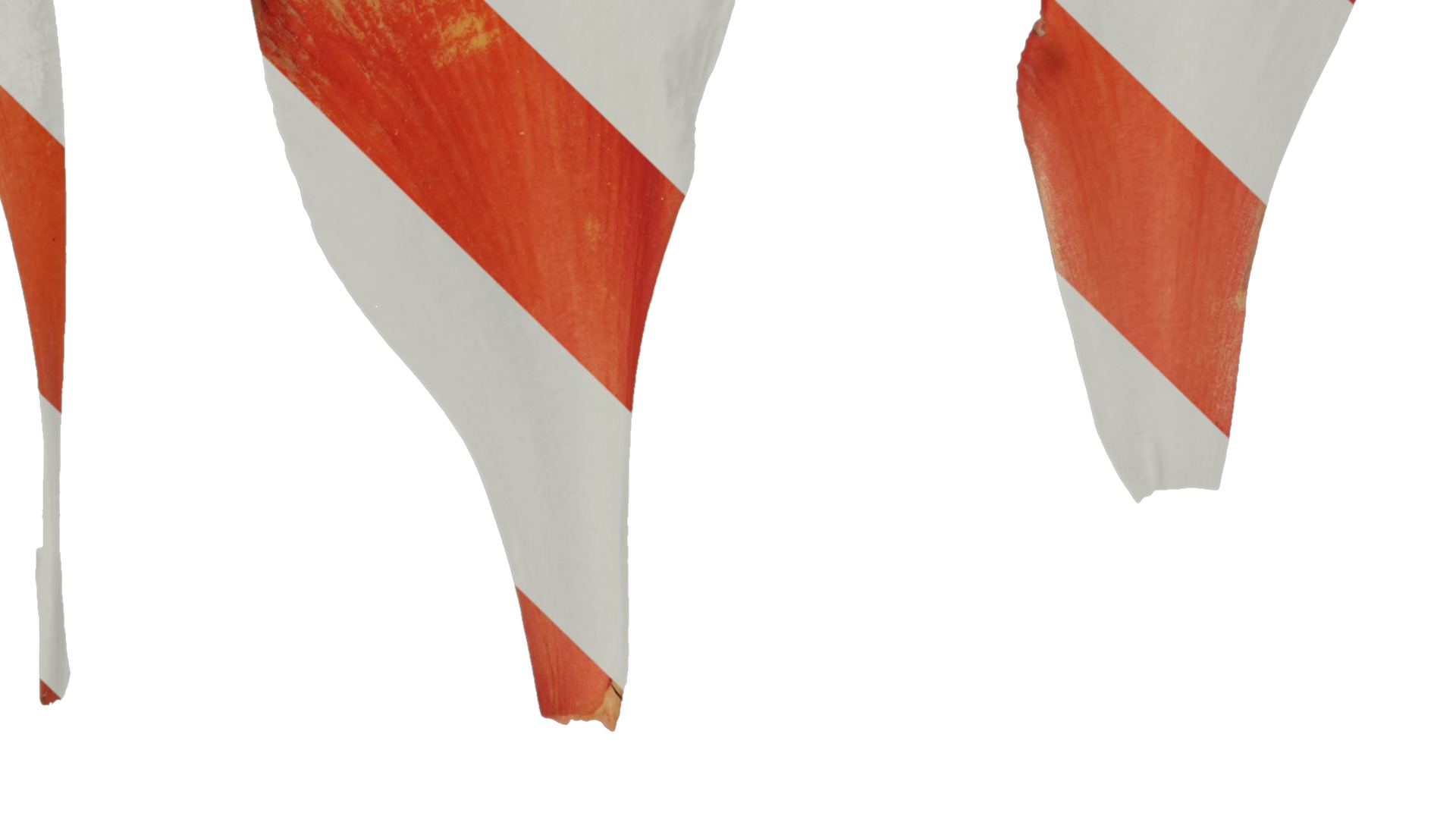 Anydrafts Canna indica Flower 03 Texture_3