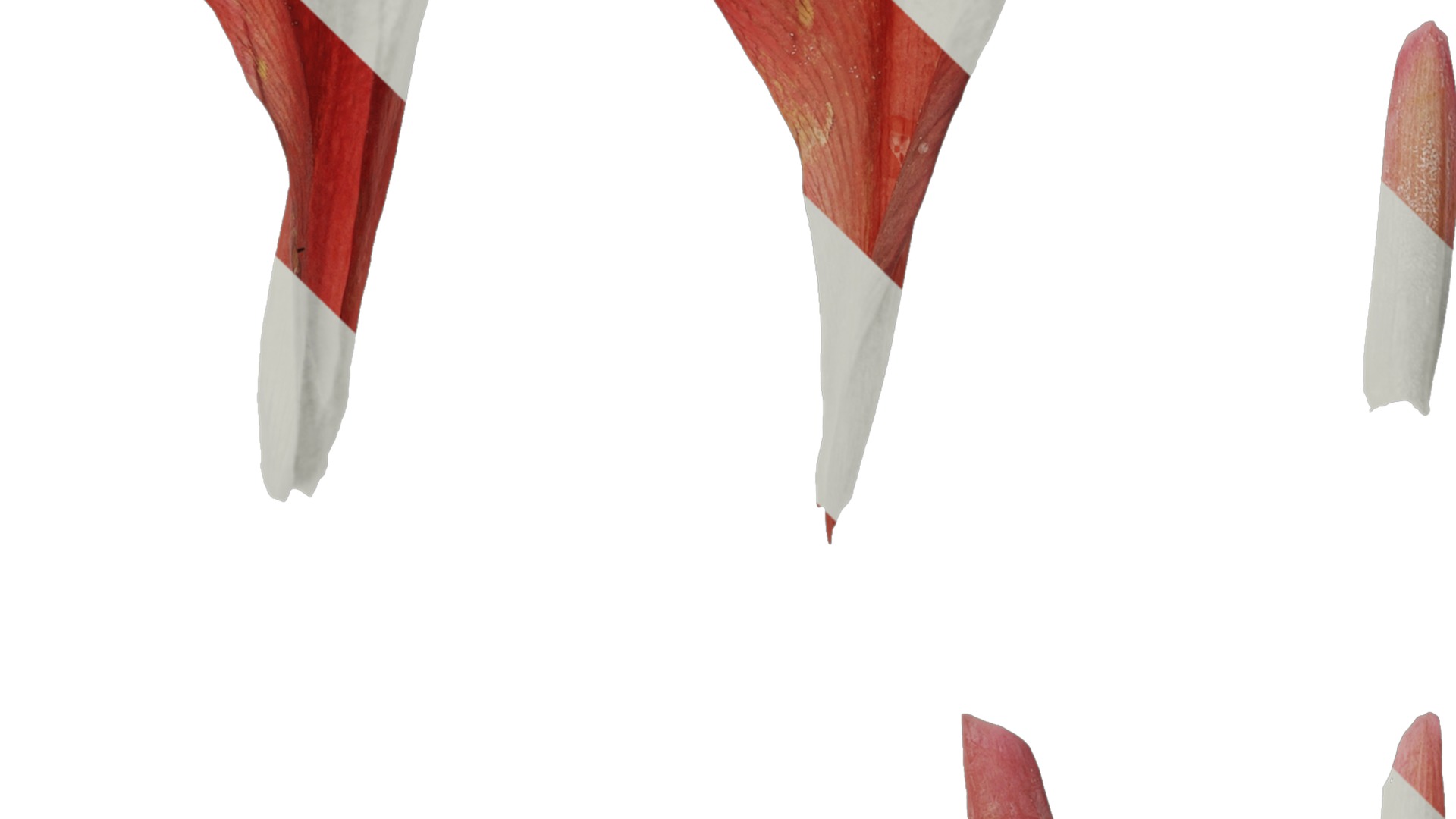 Anydrafts Canna indica Flower 03 Texture_4