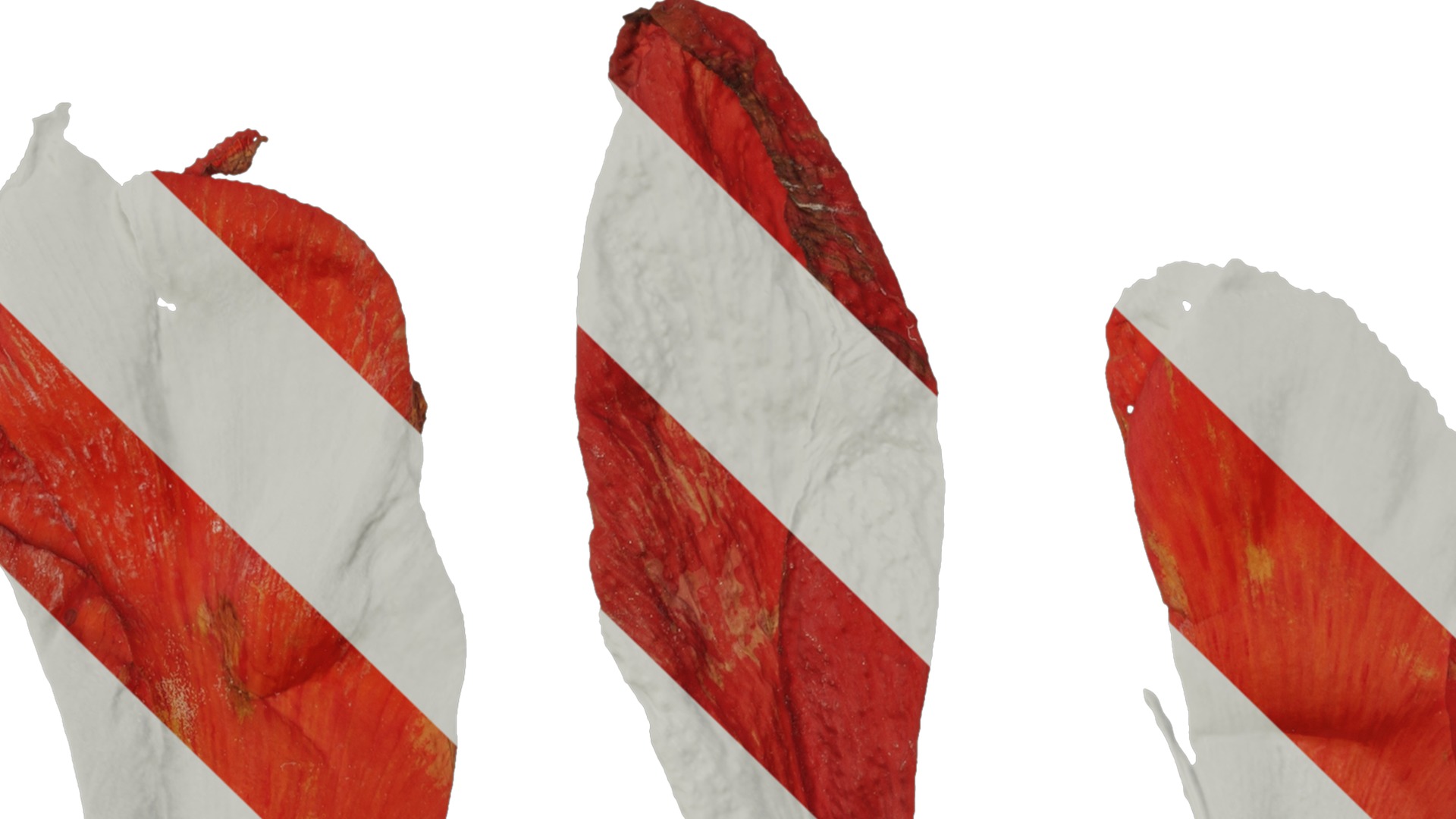 Anydrafts Canna indica Flower 03 Texture_5