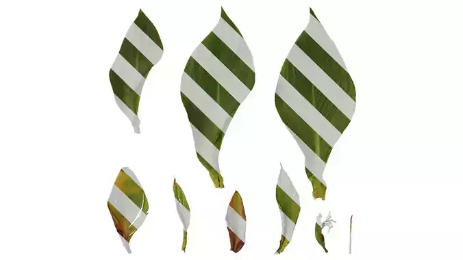 Anydrafts Canna indica Leaf 01