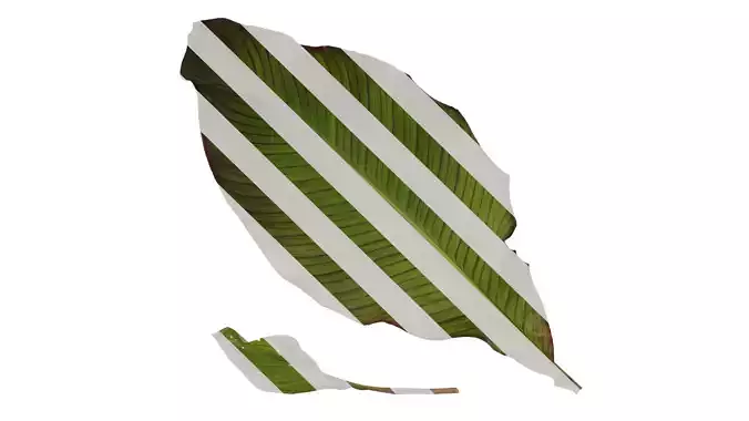 Anydrafts Canna indica Leaf 03