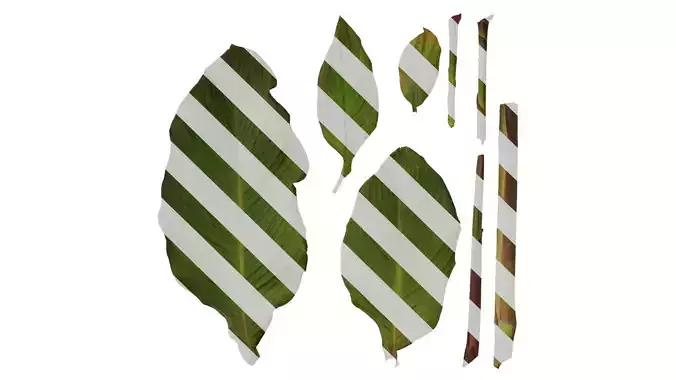 Anydrafts Canna indica Leaf 04