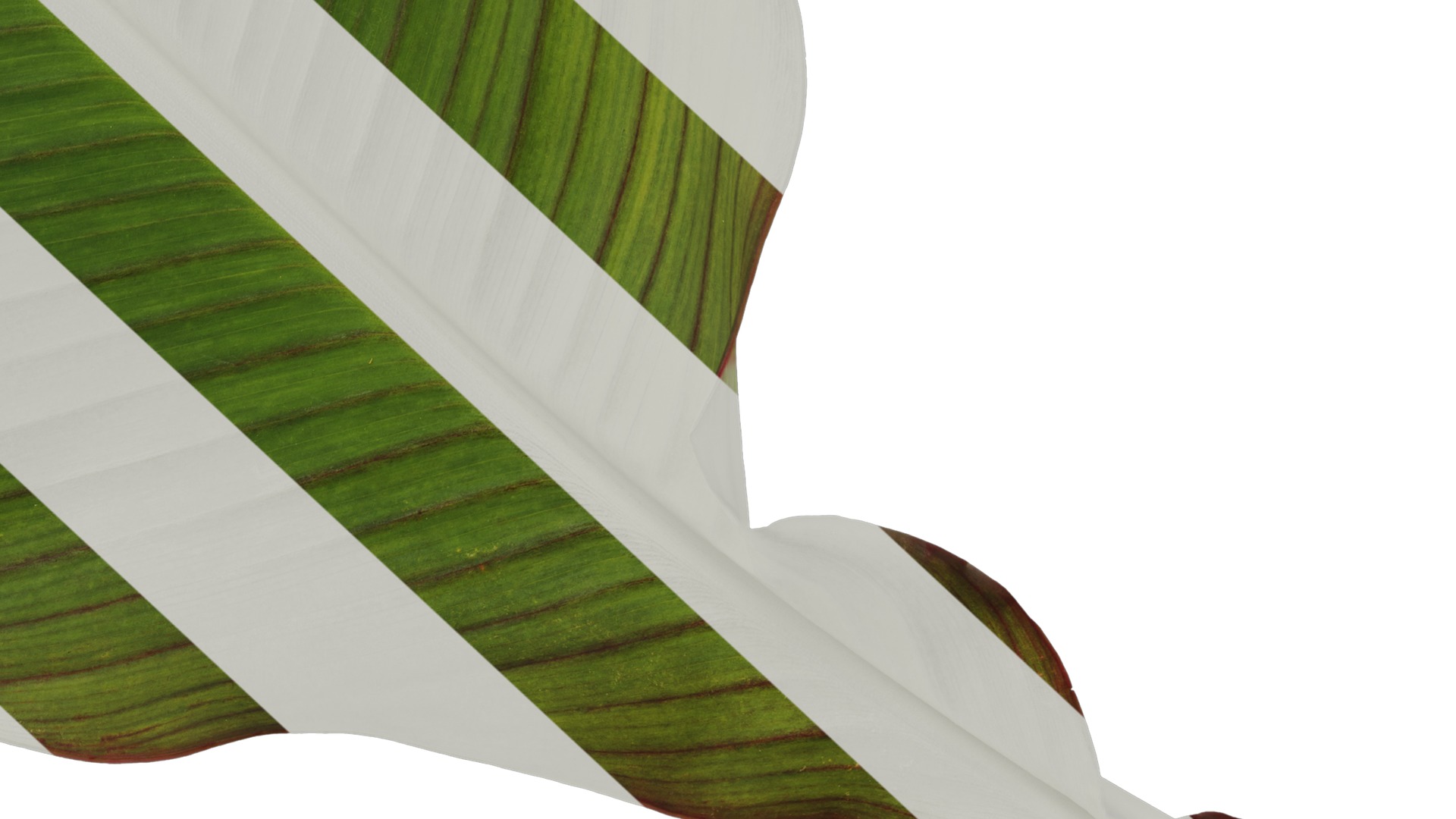 Anydrafts Canna indica Leaf 05 Texture_6