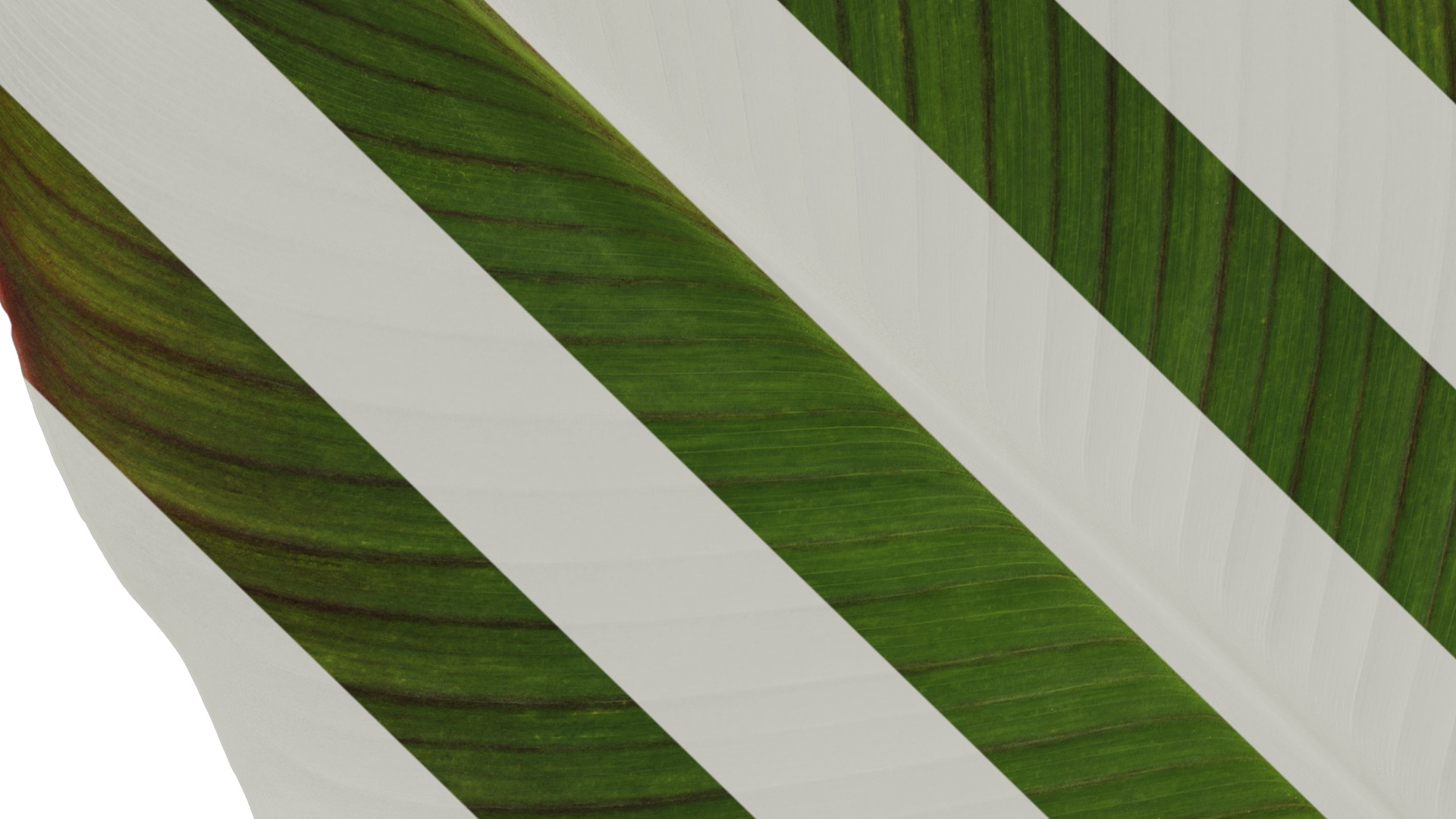 Anydrafts Canna indica Leaf 05 Texture_3