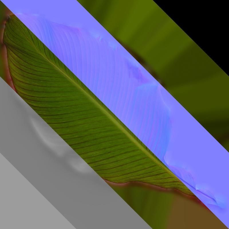 Anydrafts Canna indica Leaf 05 Texture_8