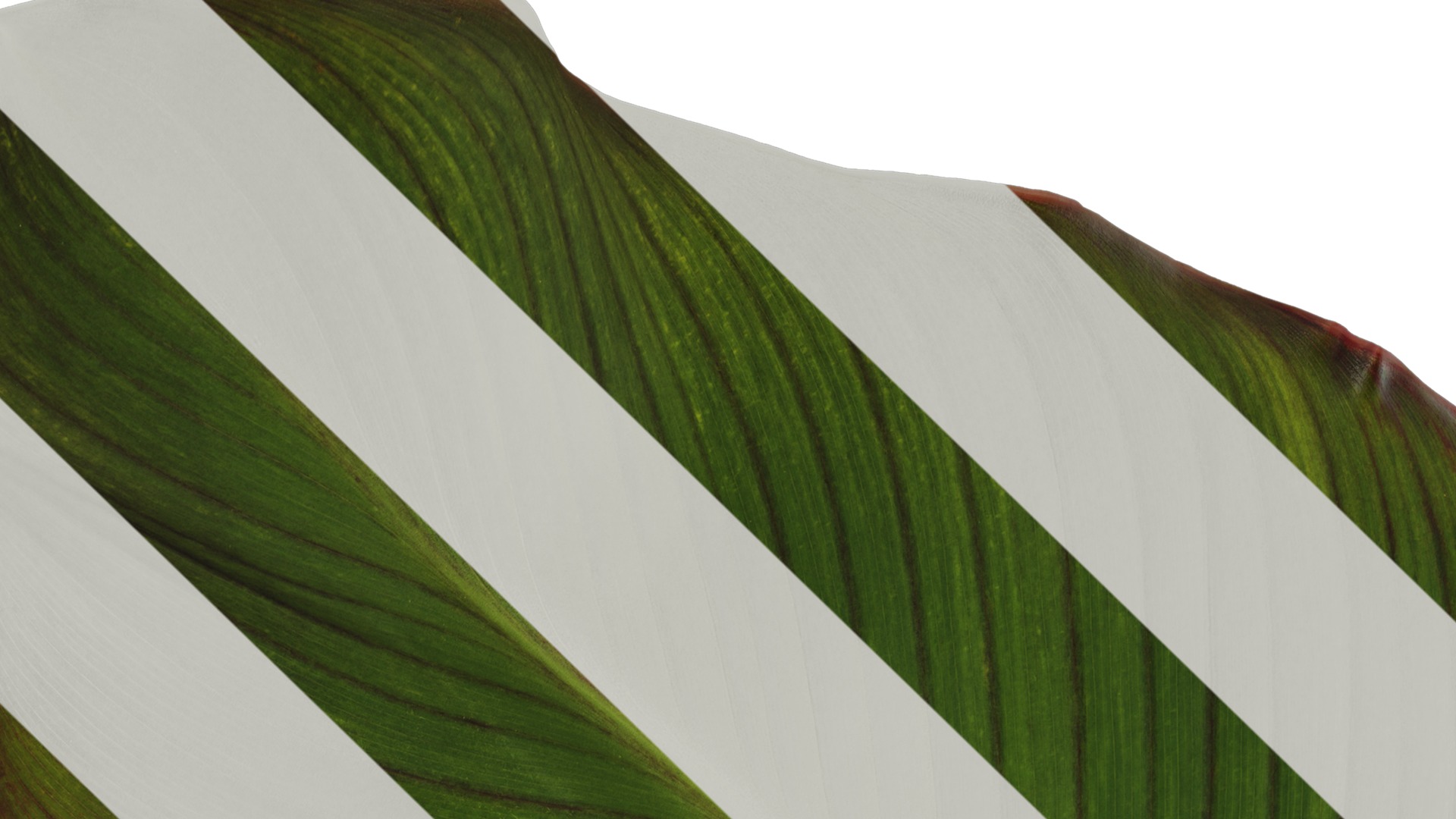 Anydrafts Canna indica Leaf 05 Texture_1