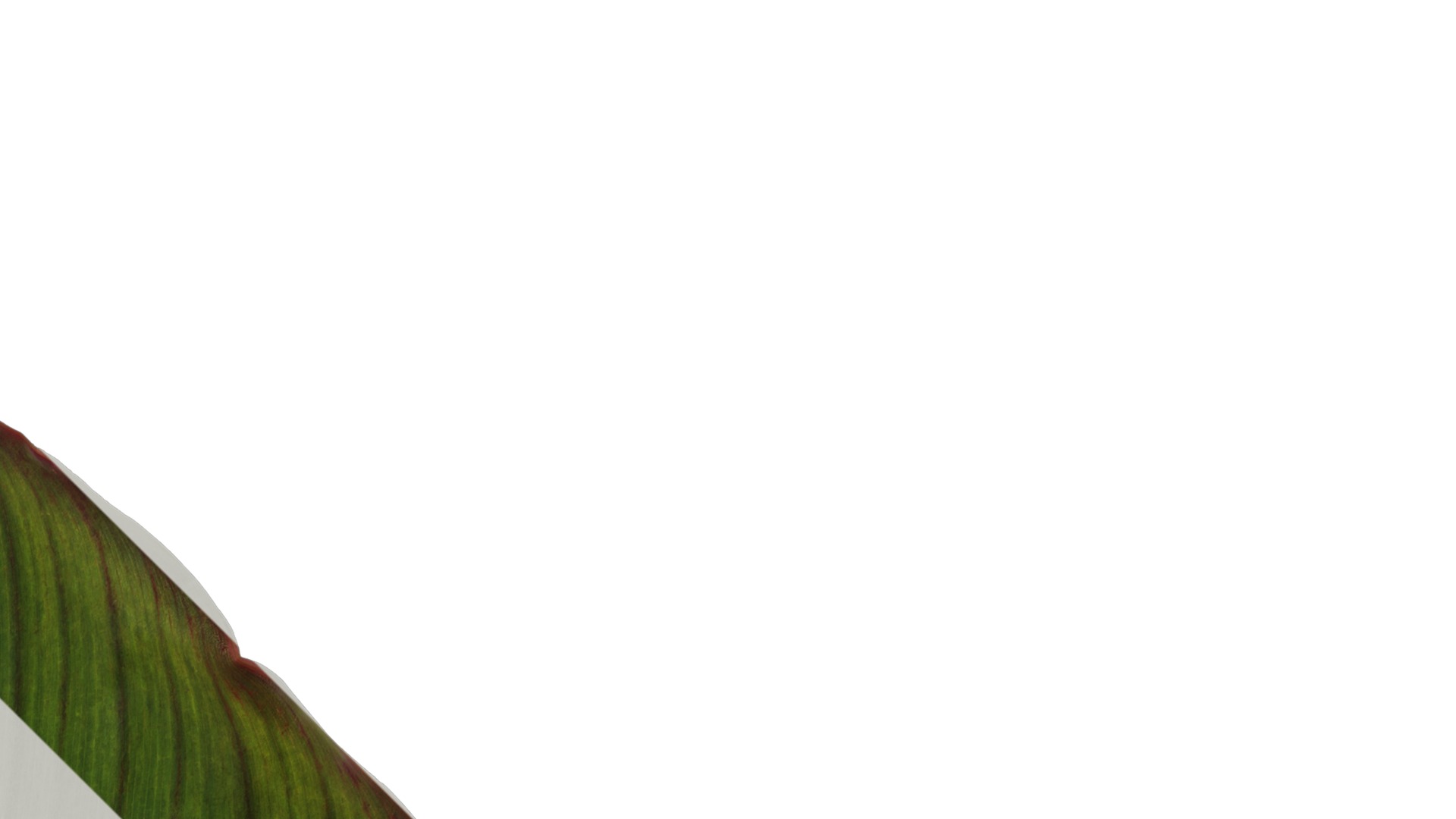 Anydrafts Canna indica Leaf 05 Texture_2