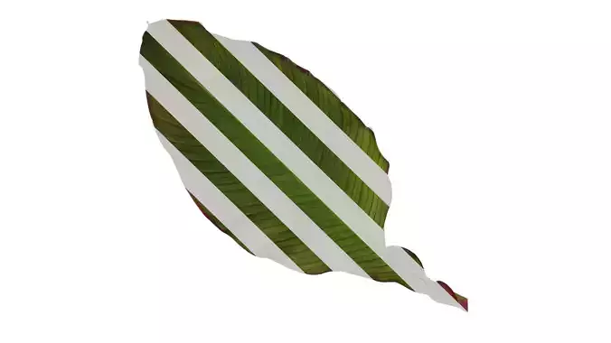 Anydrafts Canna indica Leaf 05