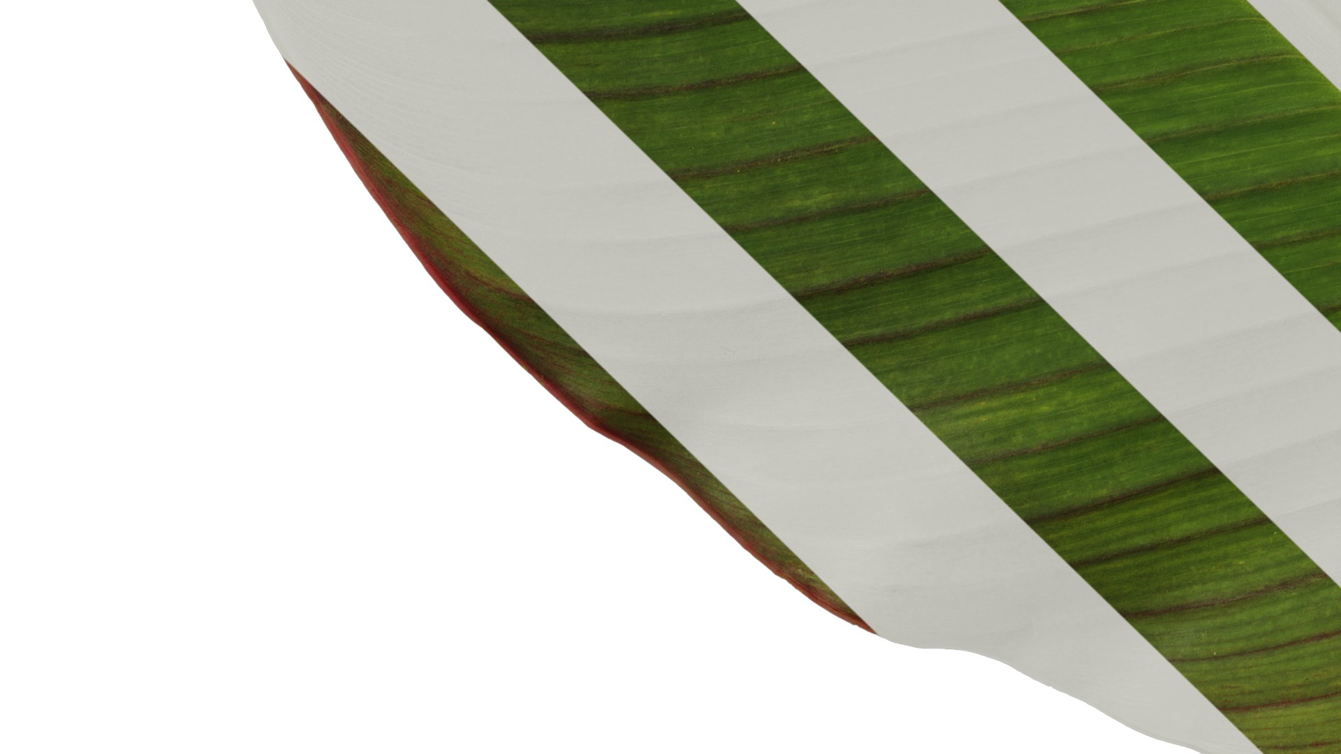 Anydrafts Canna indica Leaf 05 Texture_5