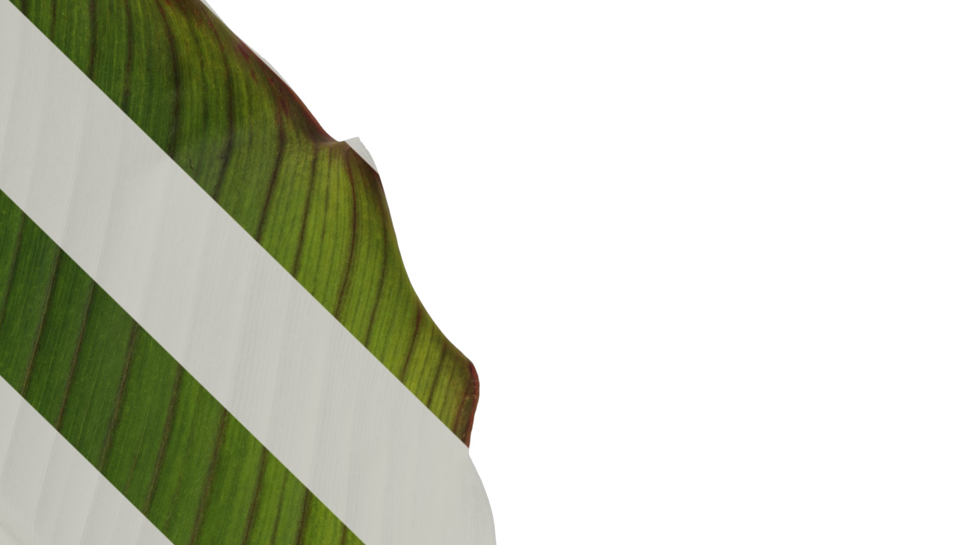 Anydrafts Canna indica Leaf 05 Texture_4