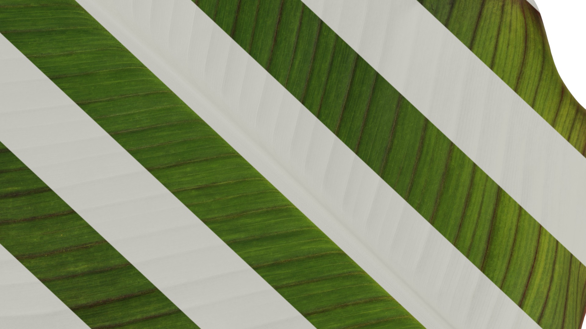 Anydrafts Canna indica Leaf 05 Texture_7