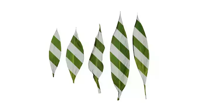 Anydrafts Canna indica Leaf 06