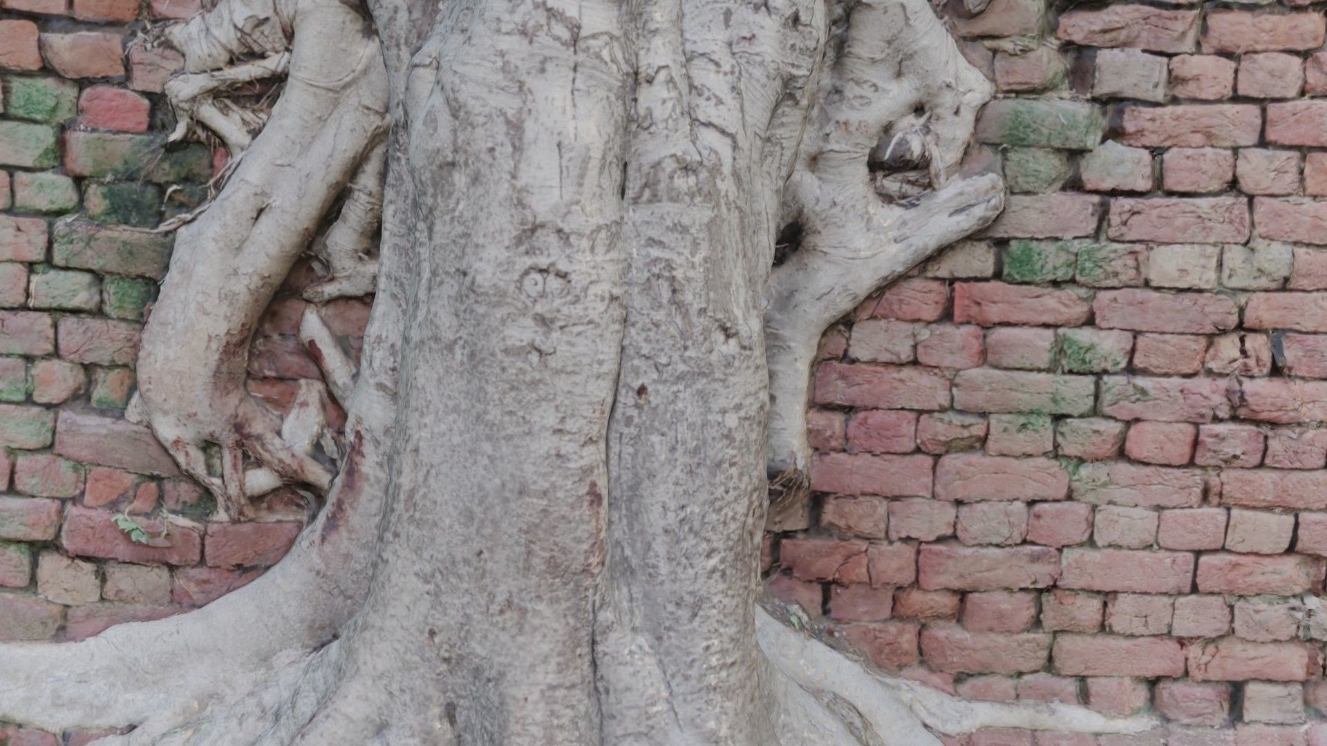 Tree with Wall Low-poly 3D model_3