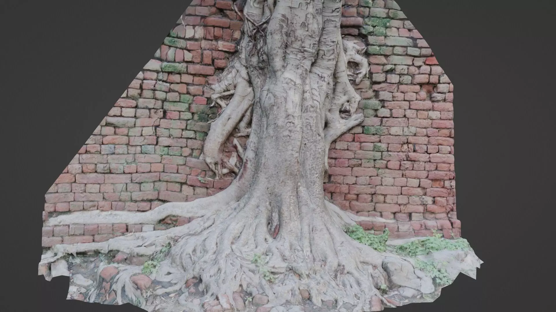 Tree with Wall Low-poly 3D model_0