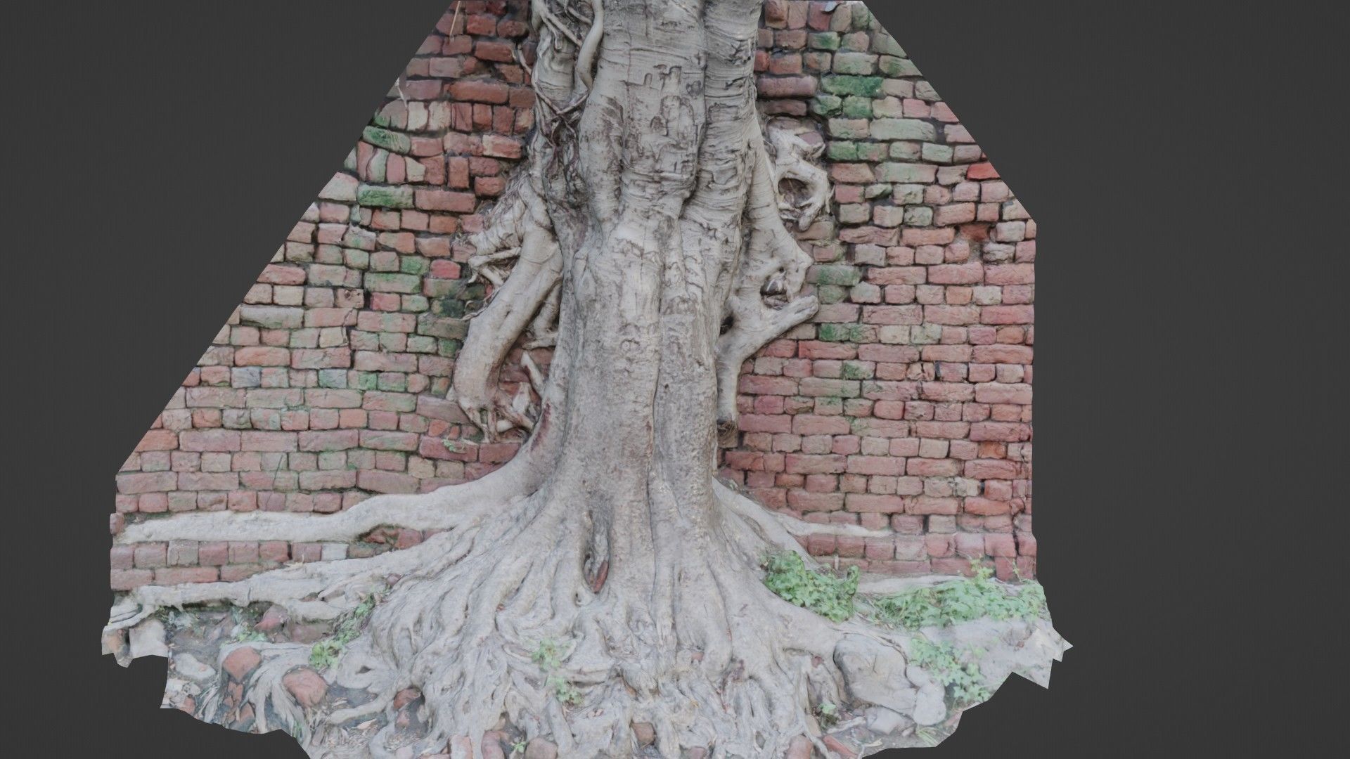 Tree with Wall Low-poly 3D model_1