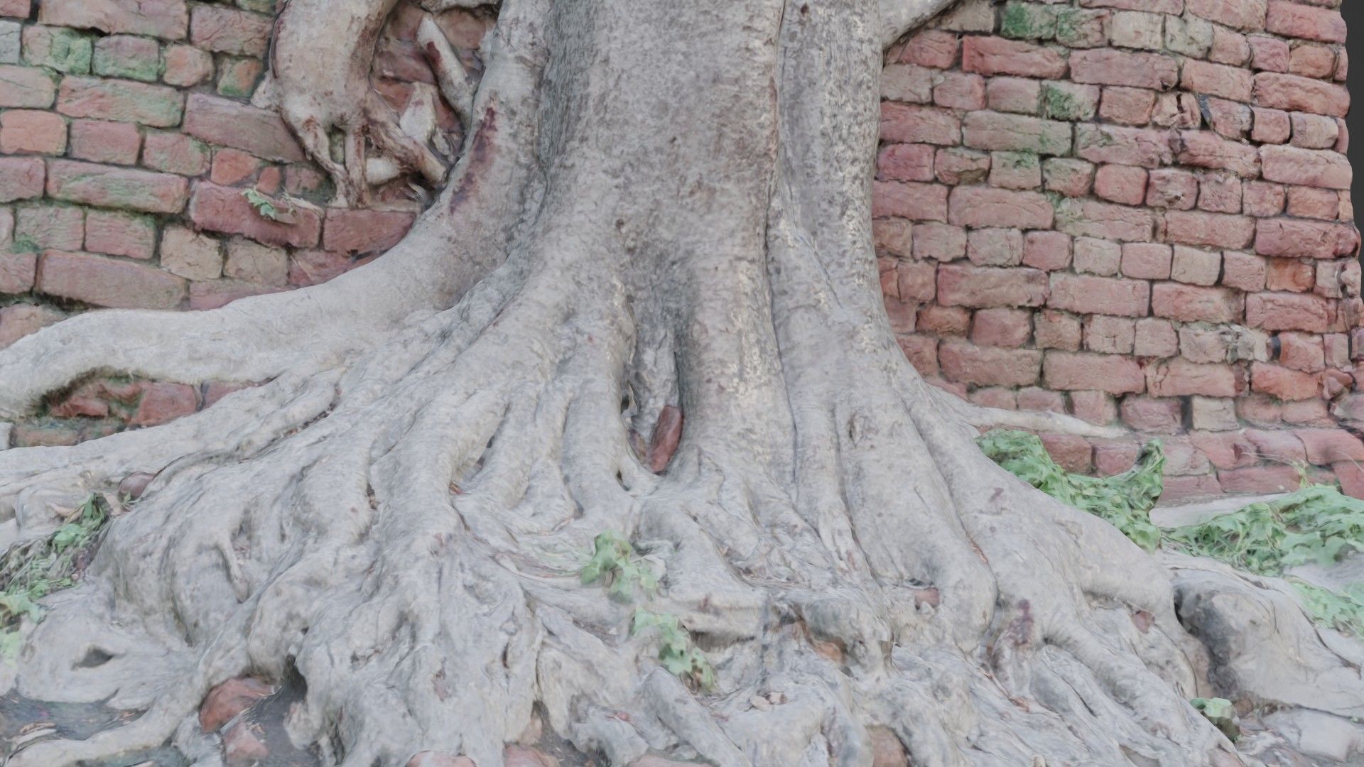 Tree with Wall Low-poly 3D model_7