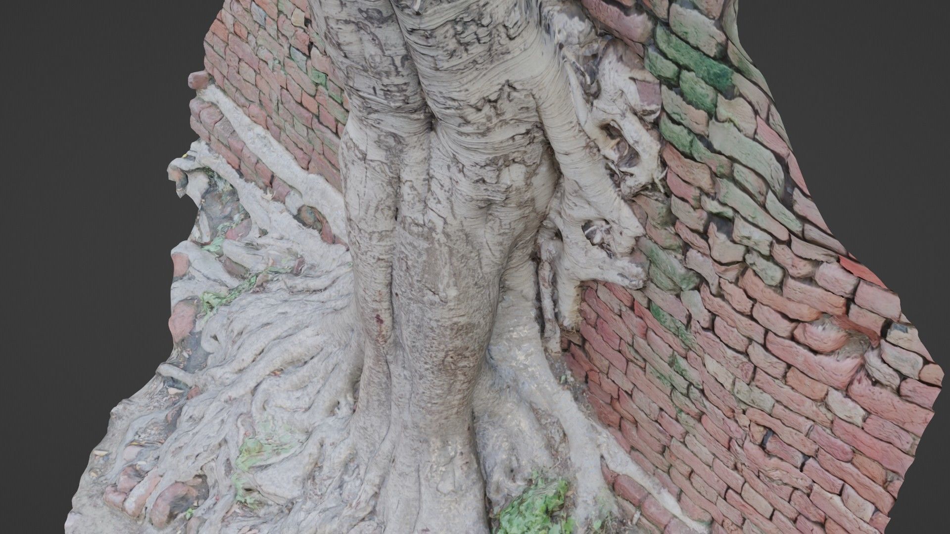 Tree with Wall Low-poly 3D model_6