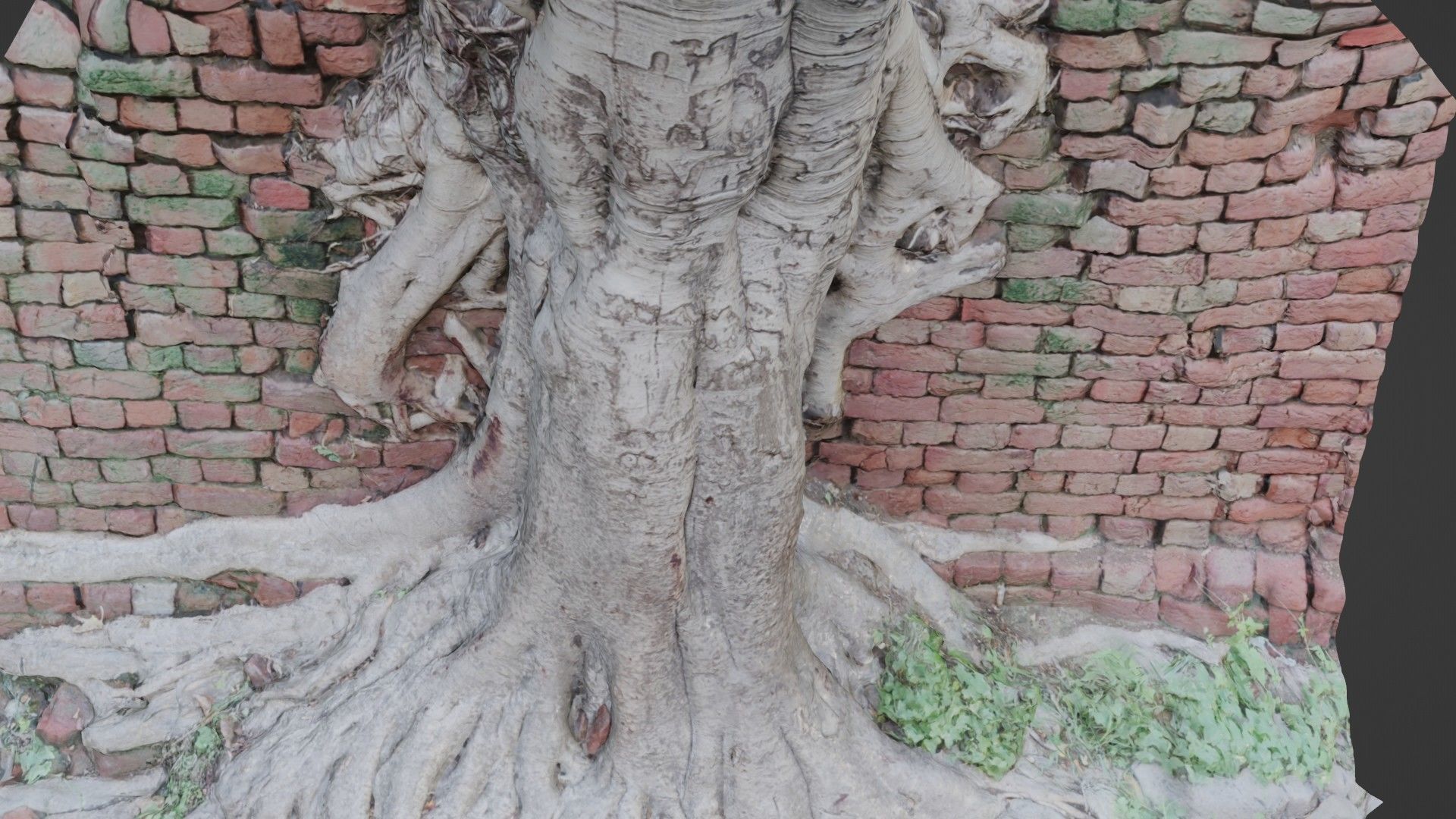 Tree with Wall Low-poly 3D model_5