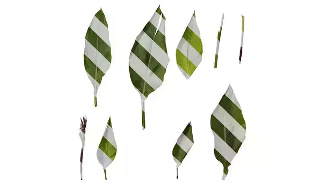 Anydrafts Canna indica Leaf 22