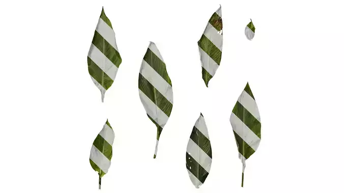 Anydrafts Canna indica Leaf 23