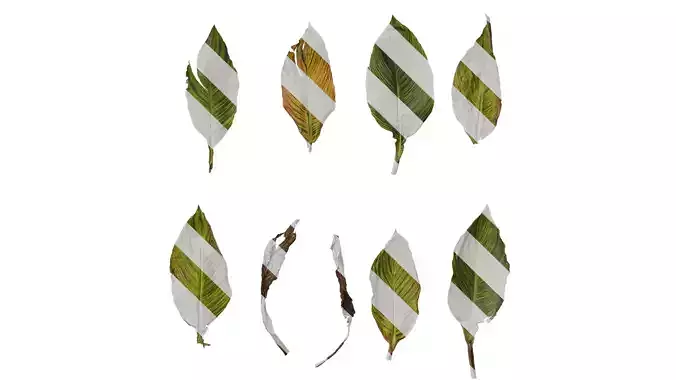 Anydrafts Canna indica Leaf 26