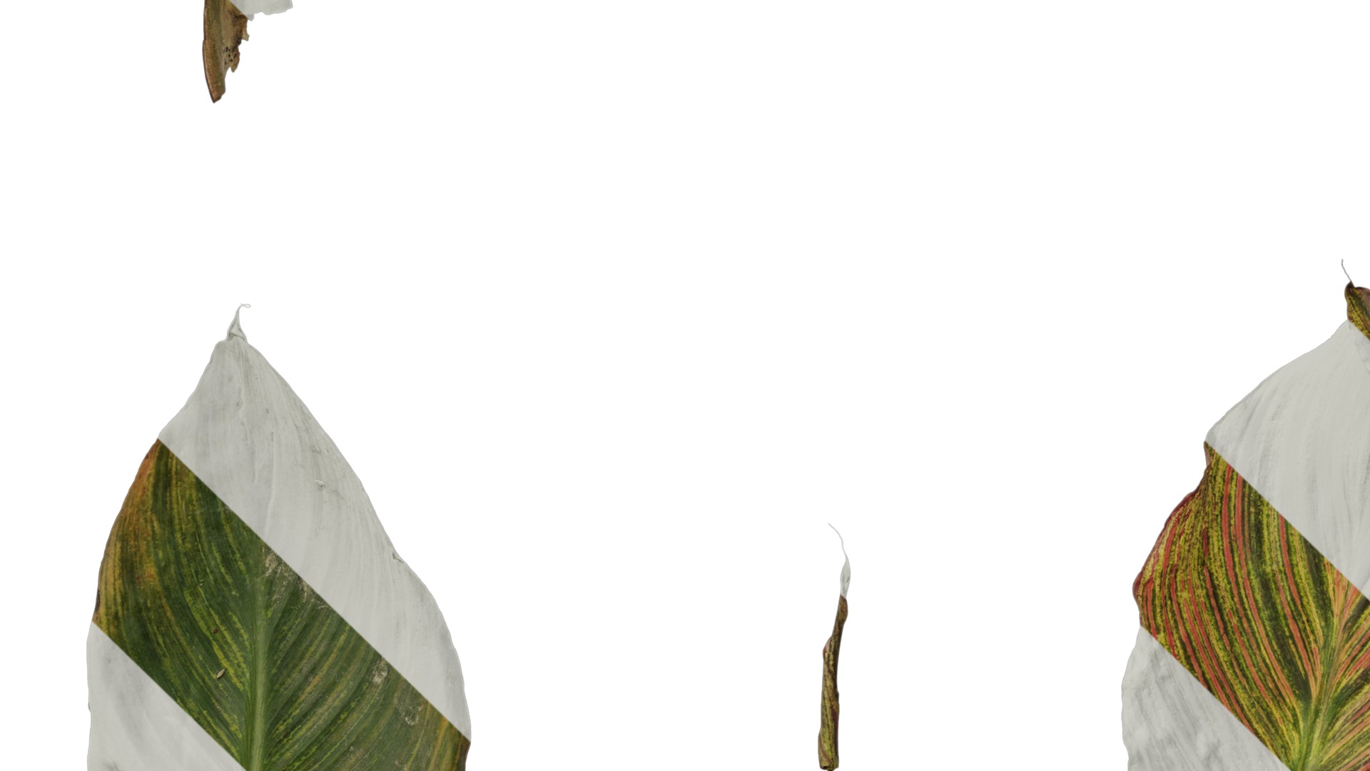 Anydrafts Canna indica Leaf 27 Texture_5