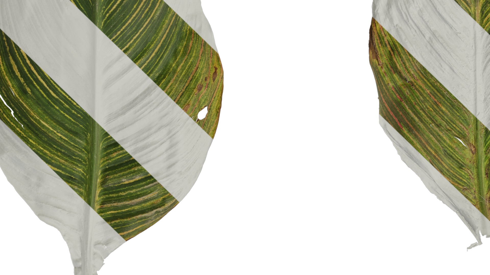 Anydrafts Canna indica Leaf 27 Texture_3