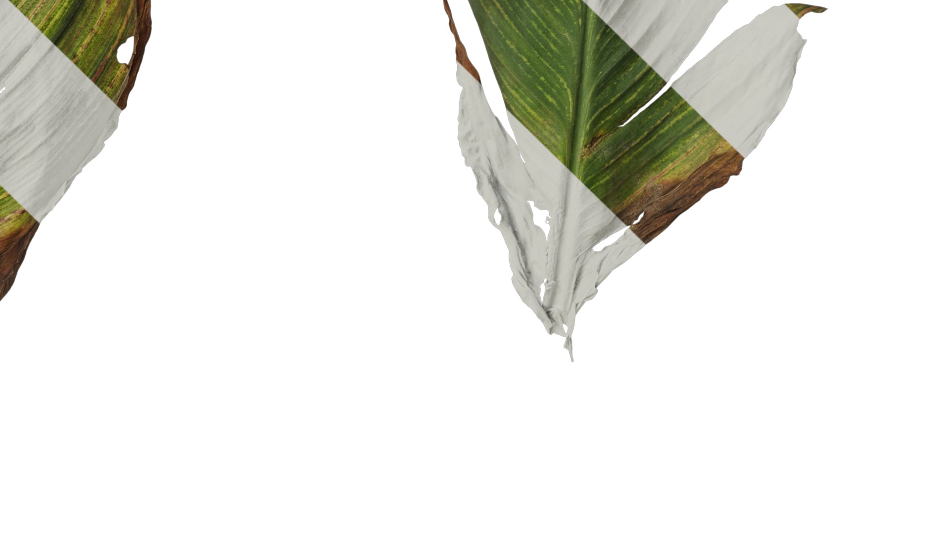 Anydrafts Canna indica Leaf 27 Texture_4