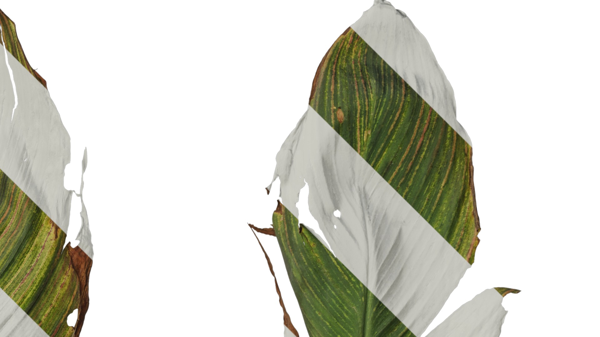 Anydrafts Canna indica Leaf 27 Texture_2