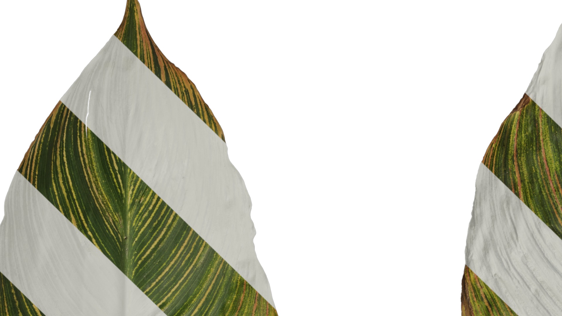 Anydrafts Canna indica Leaf 27 Texture_1