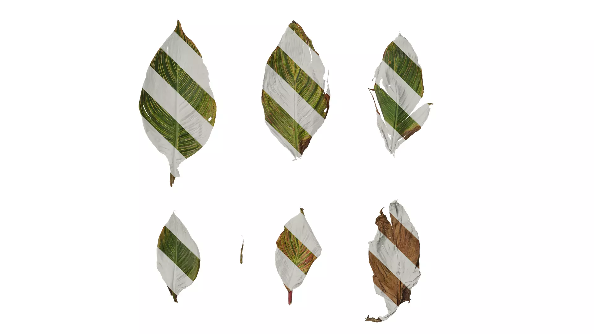 Anydrafts Canna indica Leaf 27 Texture_0