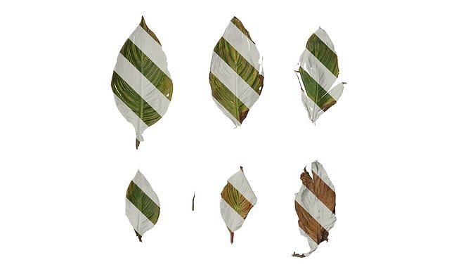 Anydrafts Canna indica Leaf 27 Texture
