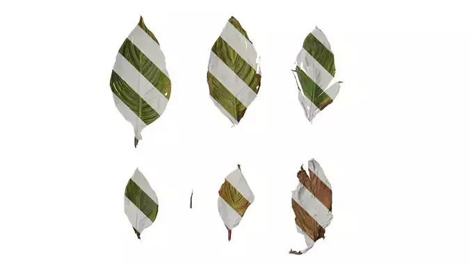 Anydrafts Canna indica Leaf 27