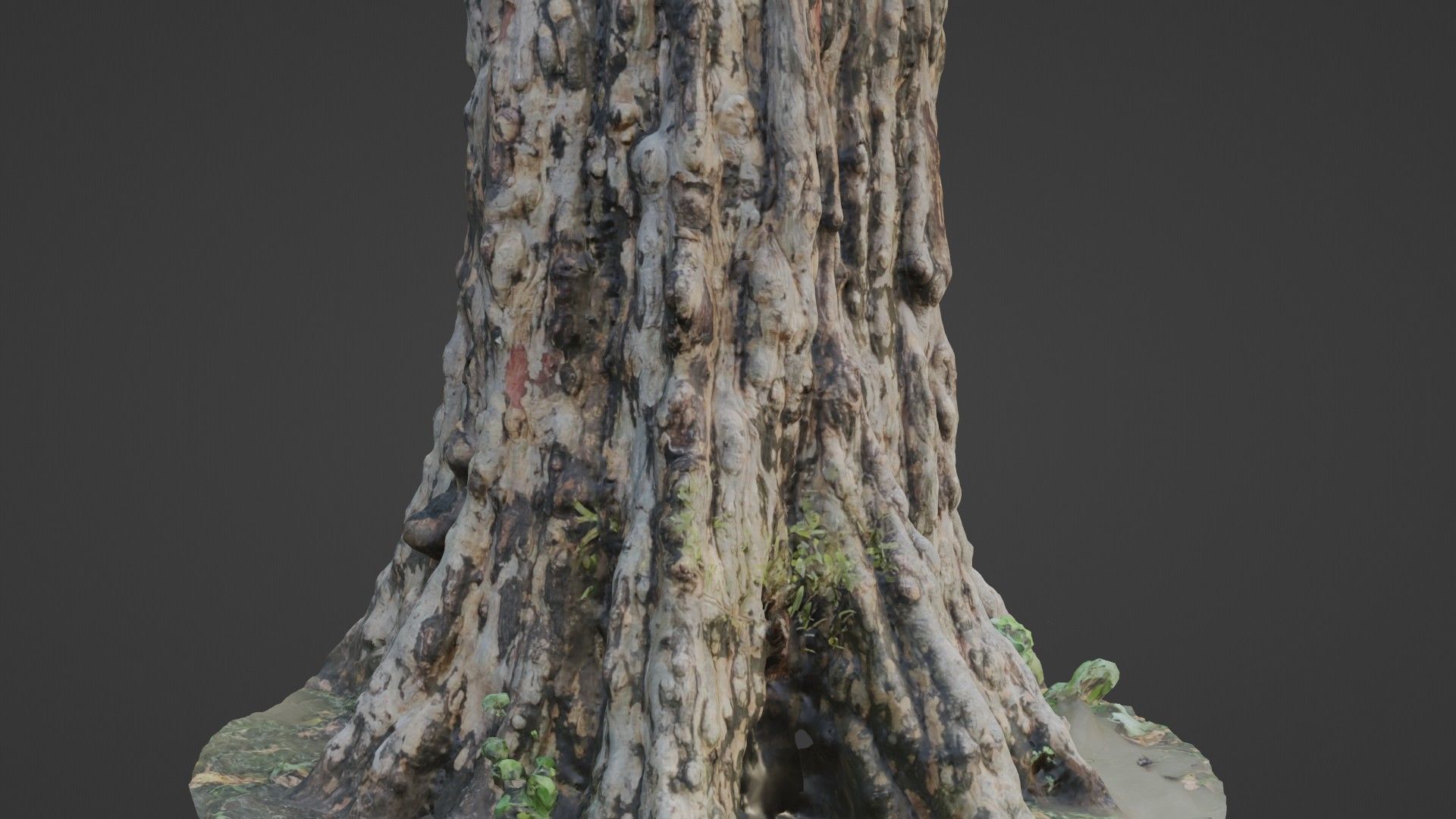 Tree scan Low-poly 3D model_6