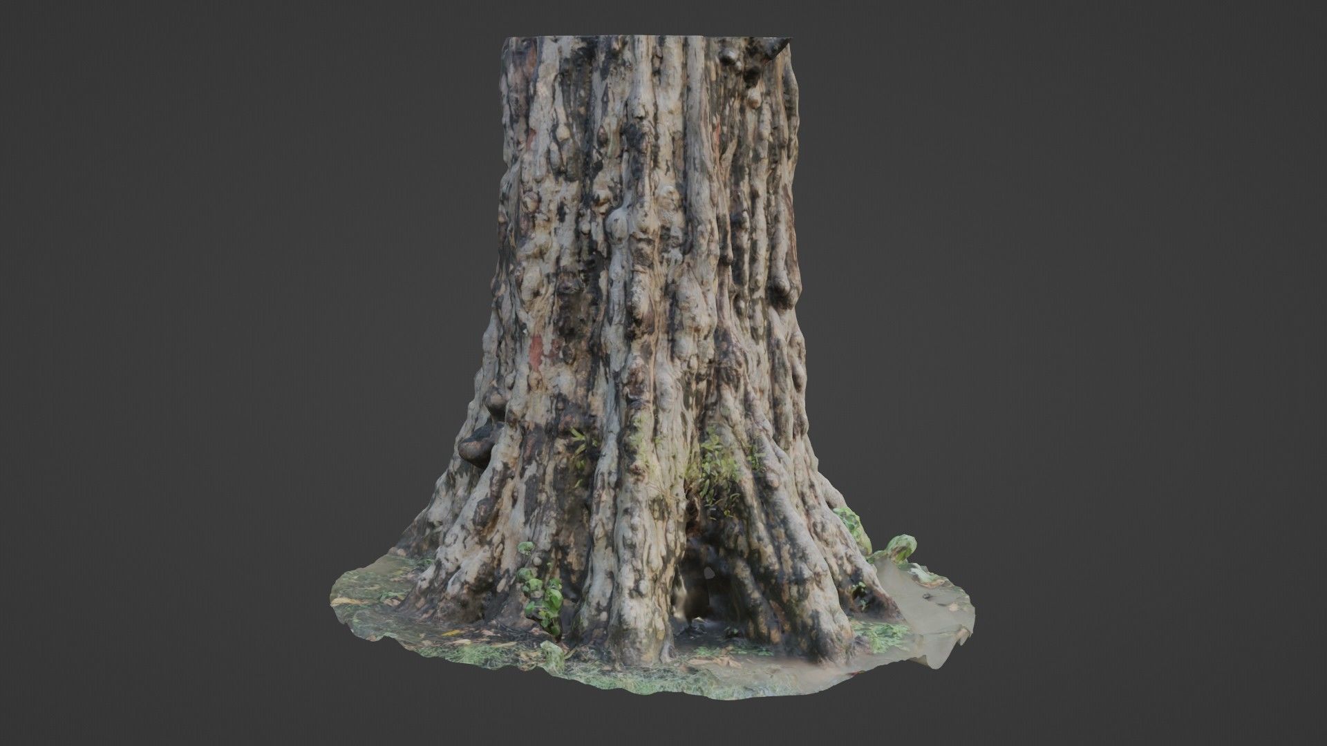 Tree scan Low-poly 3D model_5