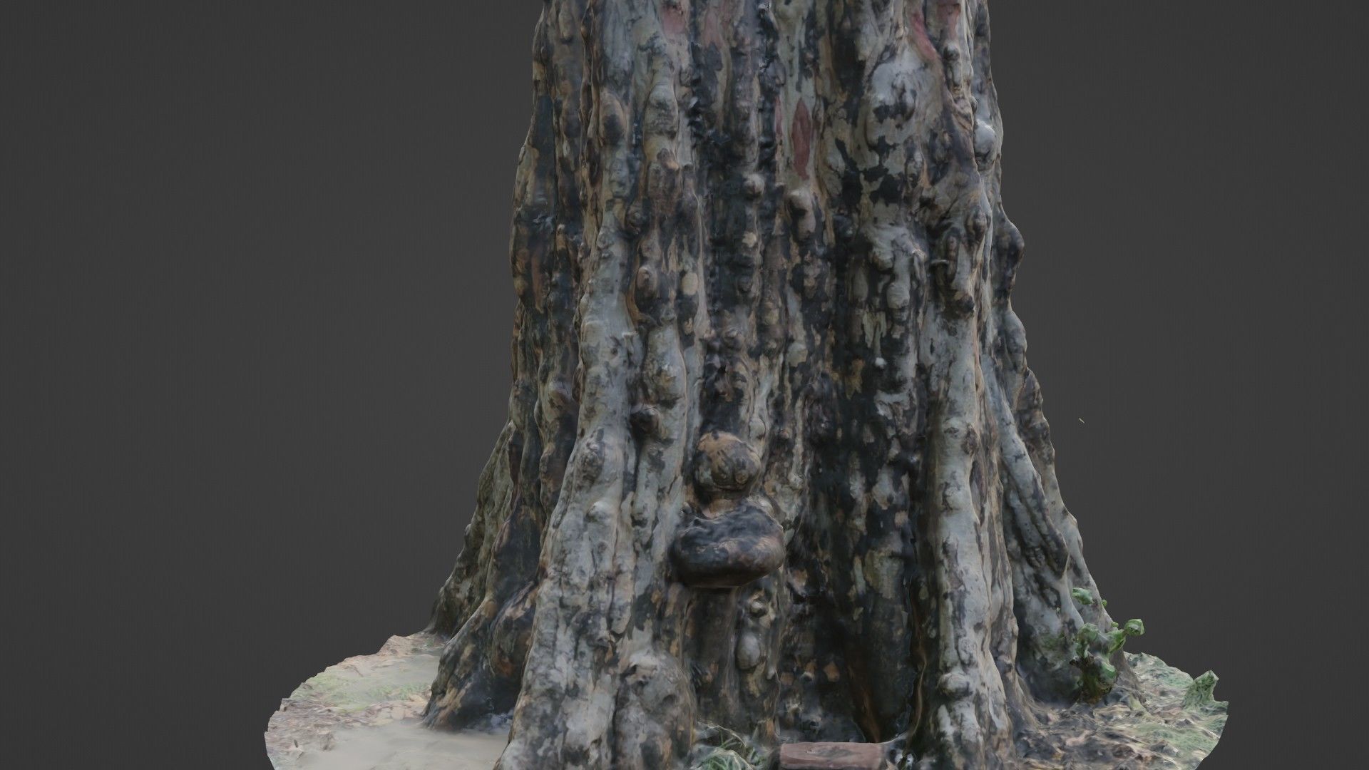 Tree scan Low-poly 3D model_7