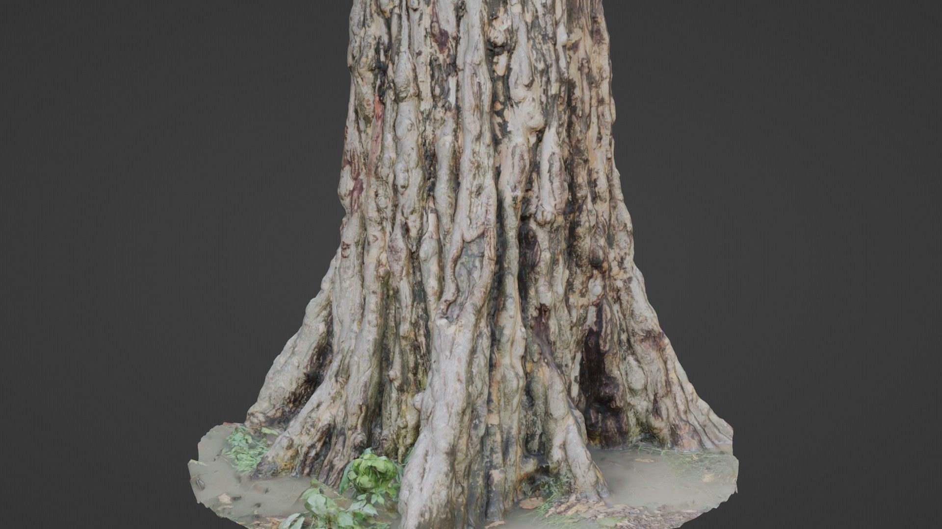 Tree scan Low-poly 3D model_1