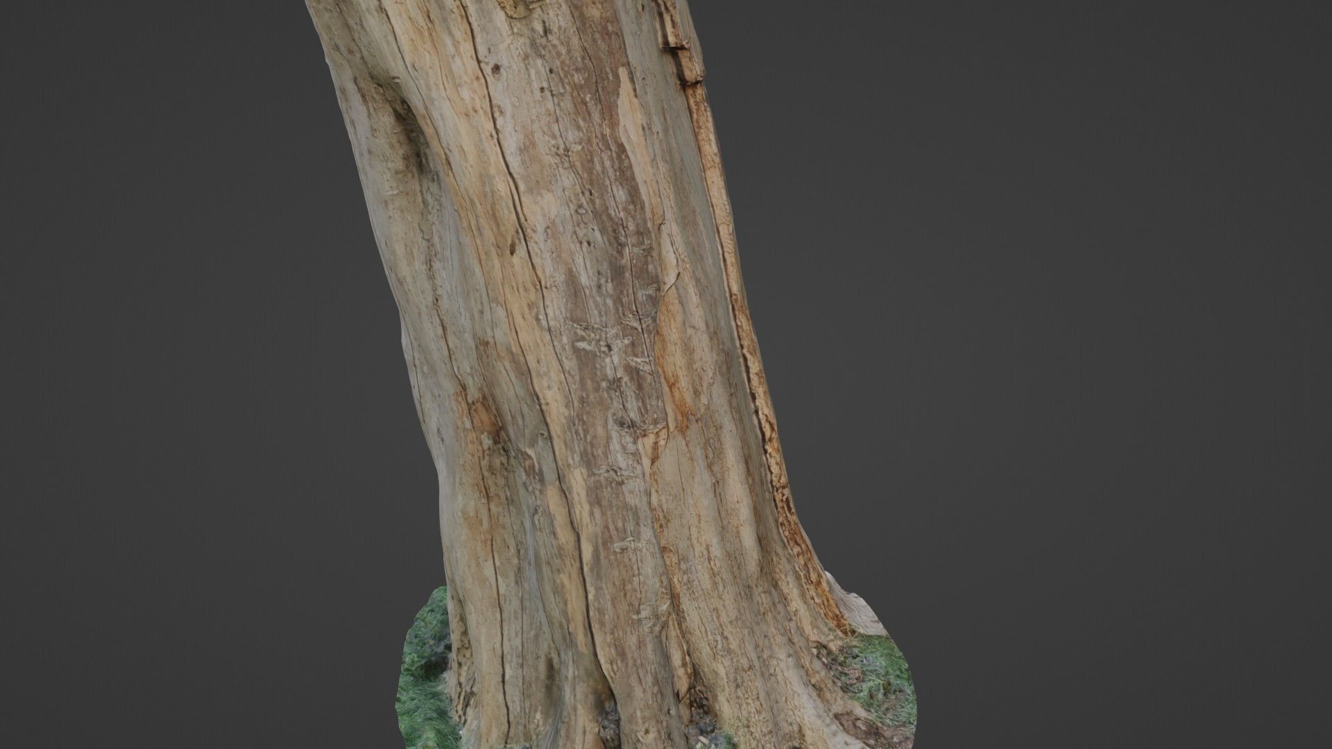 Trunk Low-poly 3D model_7