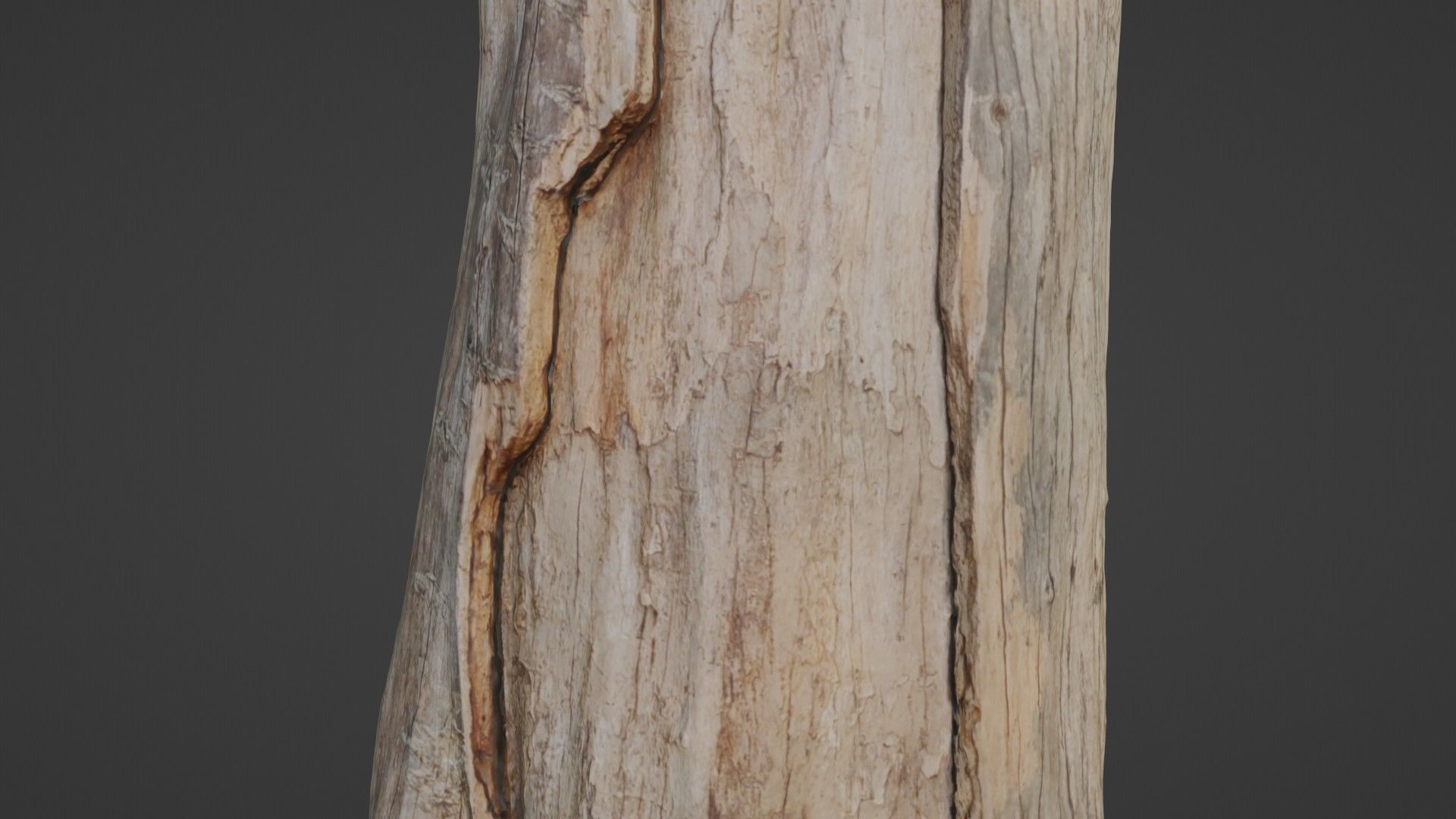 Trunk Low-poly 3D model_3