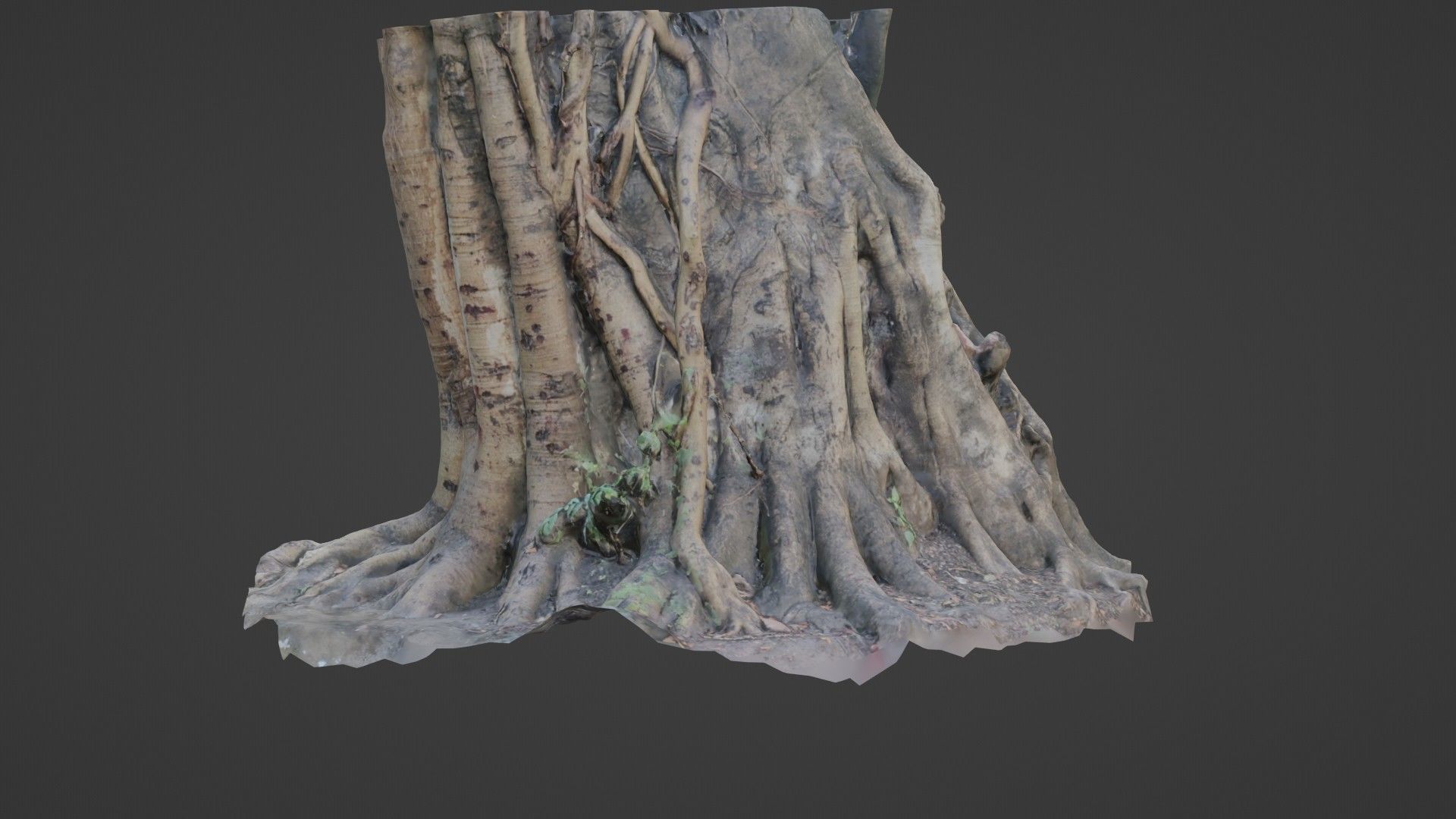 Uprooted tree trunk Low-poly 3D model_5