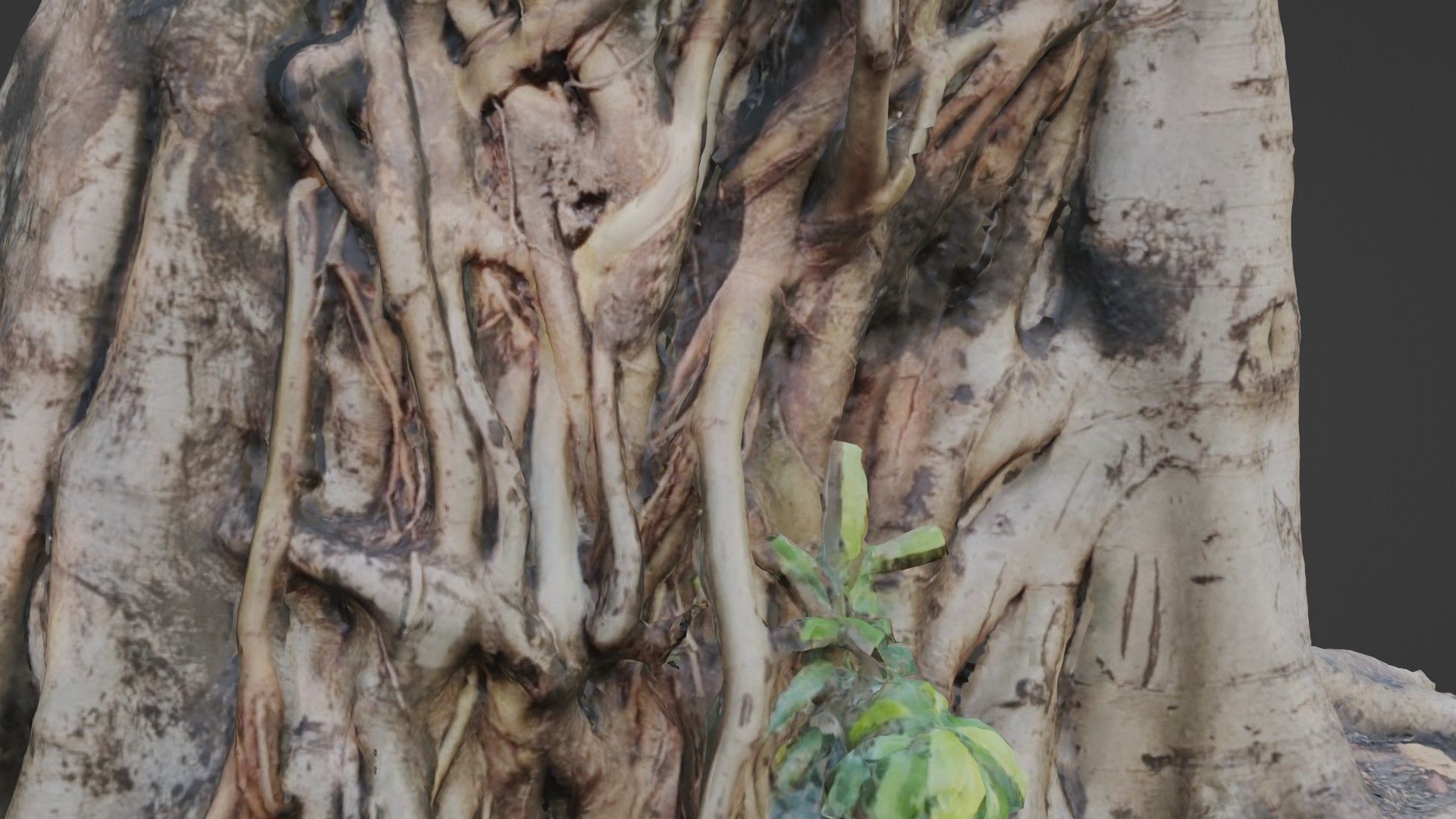 Uprooted tree trunk Low-poly 3D model_3