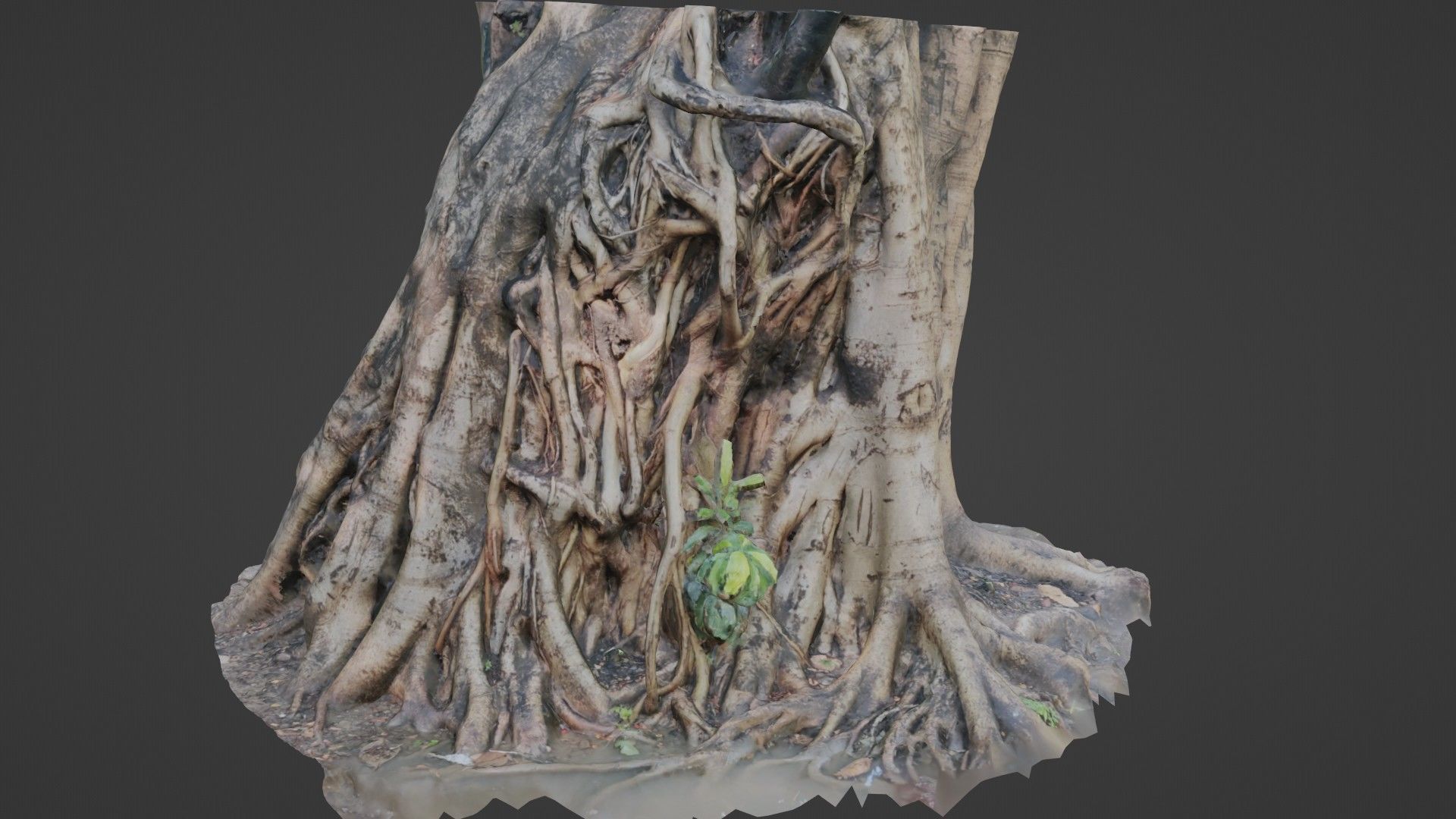 Uprooted tree trunk Low-poly 3D model_1