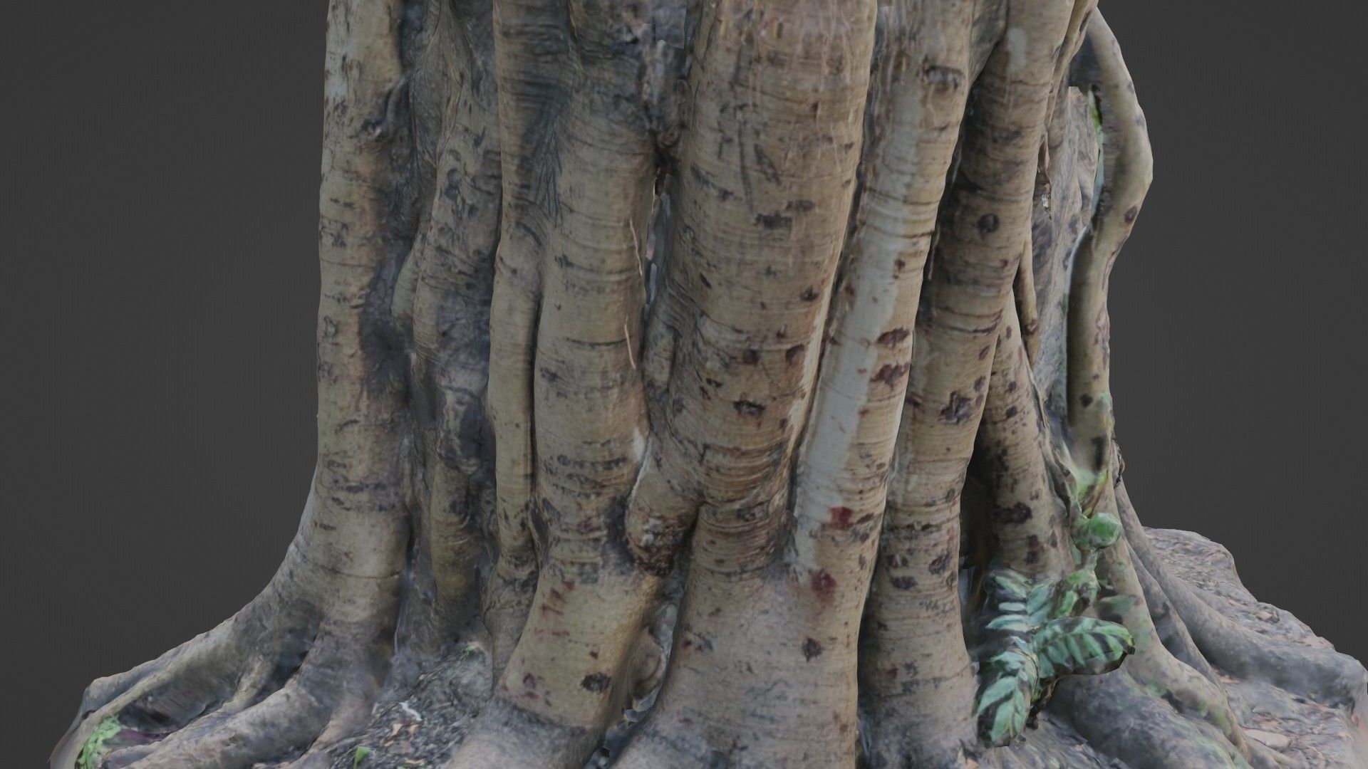 Uprooted tree trunk Low-poly 3D model_7