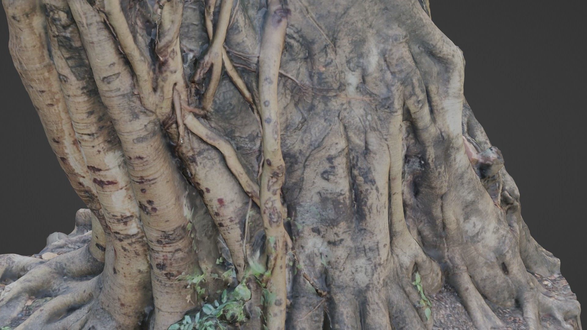 Uprooted tree trunk Low-poly 3D model_6