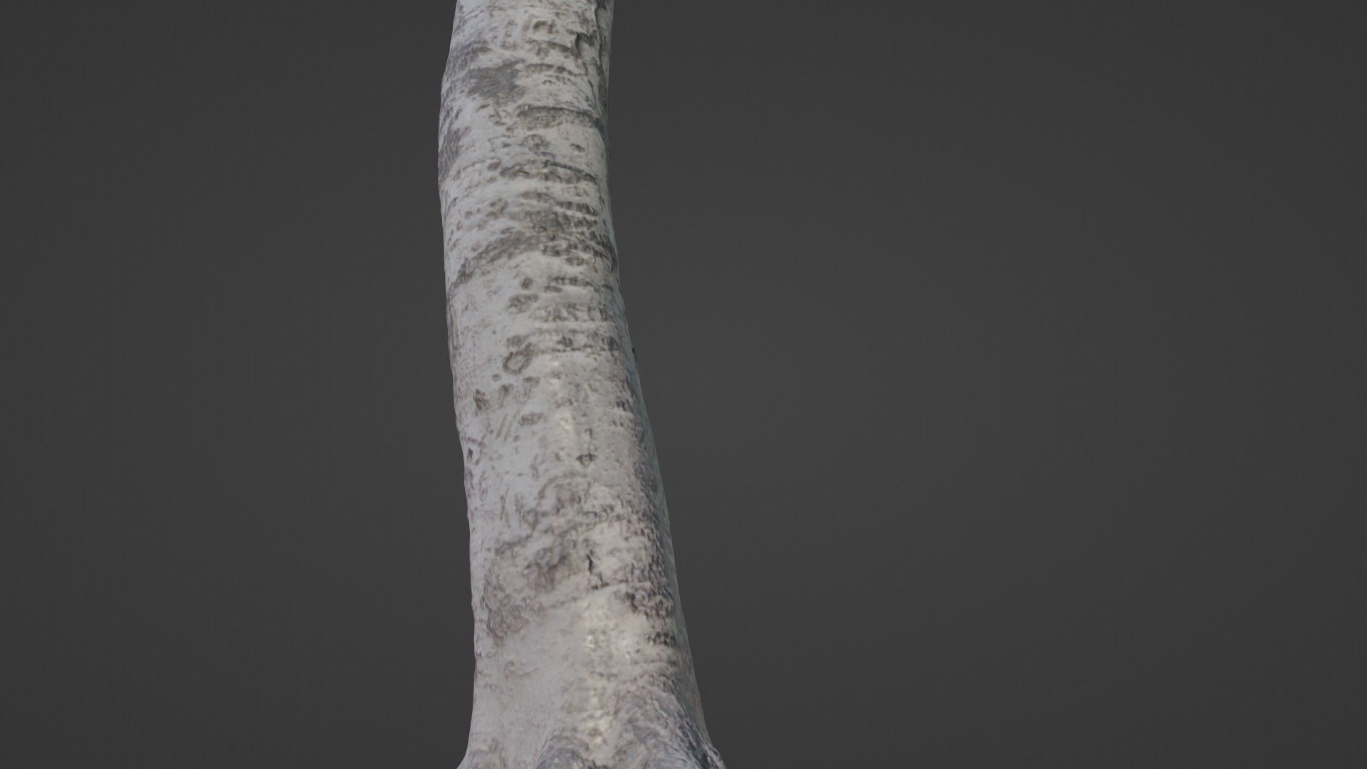 Birch Tree Low-poly 3D model_7